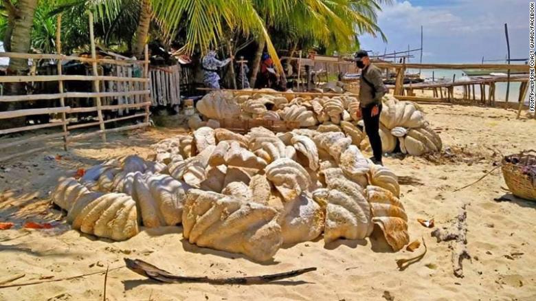 210417105533-restricted-giant-clam-shells-philippines-0416-exlarge-169