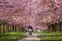 ドイツ　桜並み木
