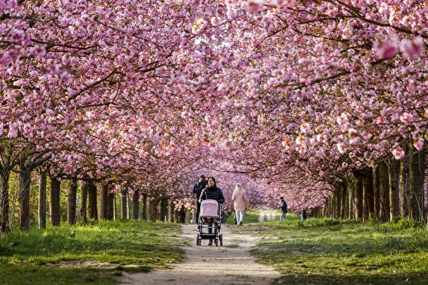 ドイツ　桜並み木