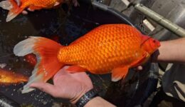 Goldfish-up-to-18-inches-long-found-in-Minnesota-lake