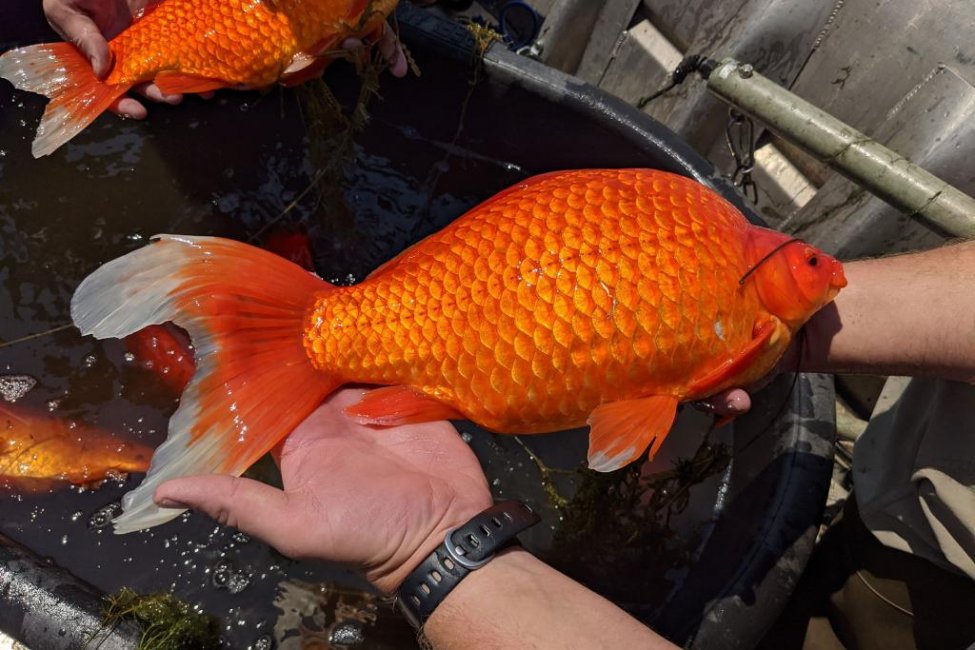 Goldfish-up-to-18-inches-long-found-in-Minnesota-lake