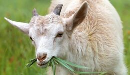 goat-1596880__340