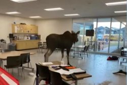Moose-crashes-through-window-into-Saskatchewan-classroom