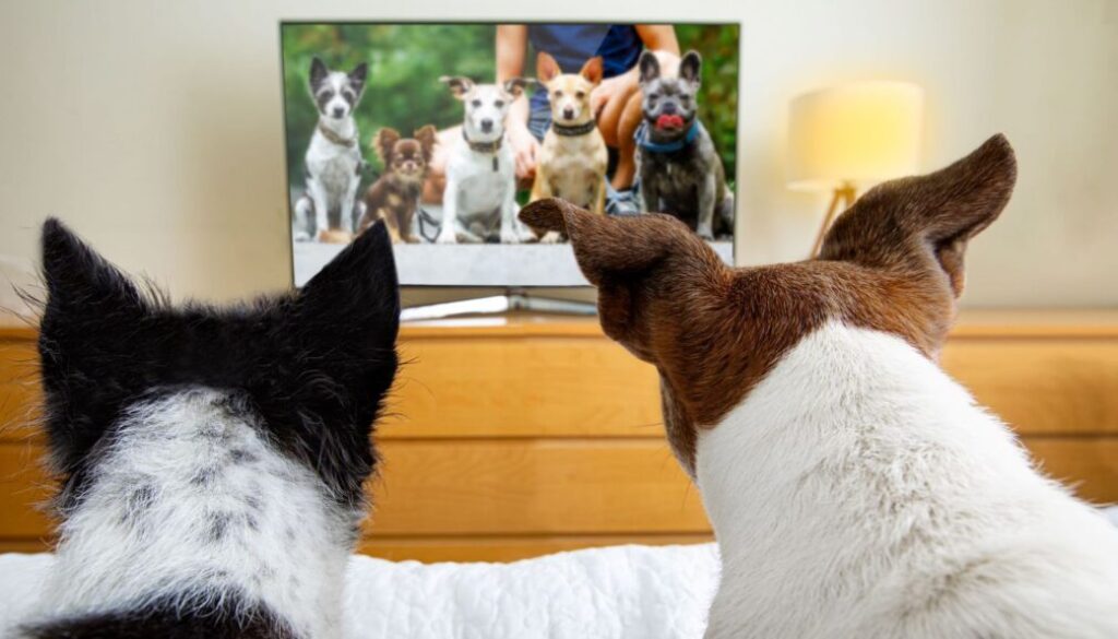 skynews-dogs-watching-tv-dogtv_5571433