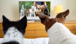 skynews-dogs-watching-tv-dogtv_5571433