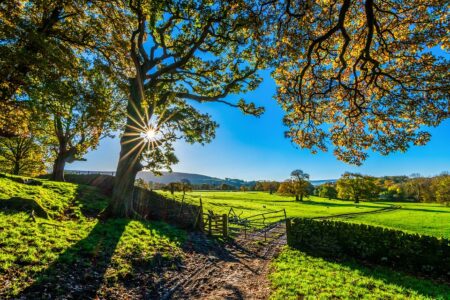 trees-2900064_960_720